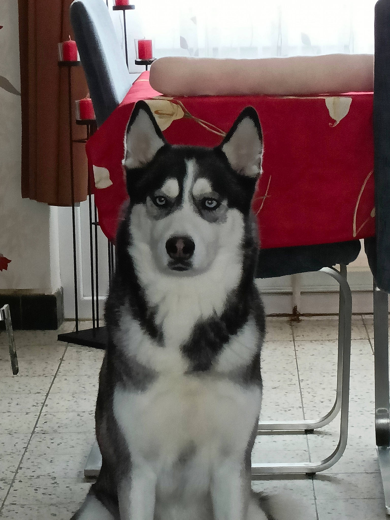 Blackos a rejoint le concours — aidez-le/la à gagner de superbes lots ! ancient_dog_breeds, art, canidae, canis, carnivore, chair, companion_dog, dog, dog_breed, dog_supply, flooring, fur, non_sporting_group, recreation, siberian_husky, sled_dog, snout, sporting_group, working_animal, working_dog