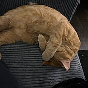 Garfield is registered to the contest to win money with this photo: cat, orange_cat, sleeping, paw, couch, furniture, indoor, pet, fur, cozy, resting, animal, whiskers, relaxing, tabby, cute, domestic_cat, mammal, nap, covering_face