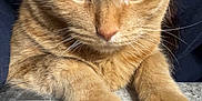 Garfield is registered to the contest to win money with this photo: cat, ginger_cat, close_up, paws, marble_surface, pet, animal, feline, whiskers, fur, resting, indoor, person, hair, table, cute, domestic, mammal, face, eyes