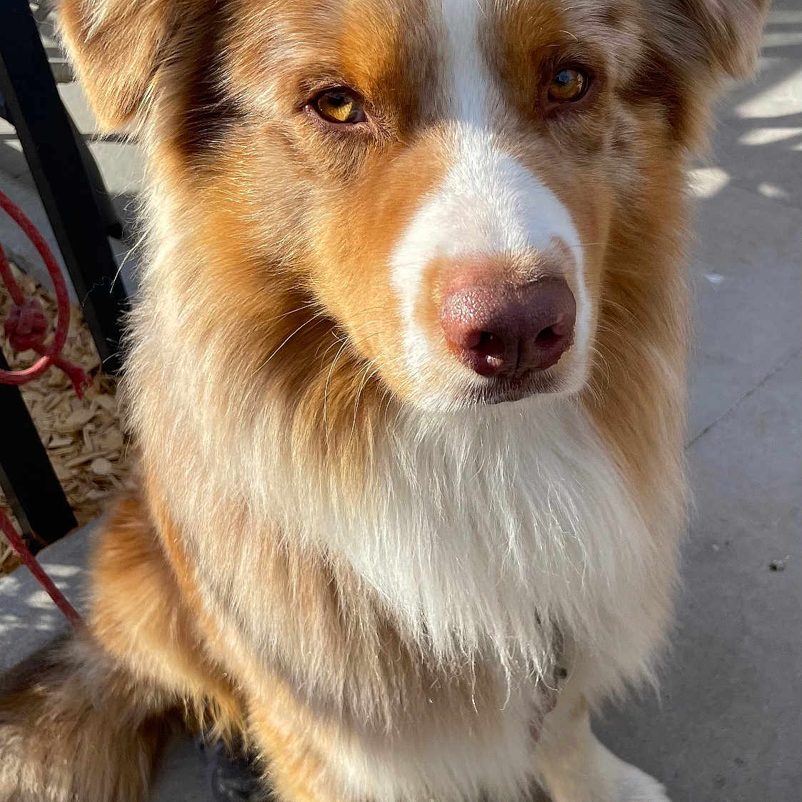 Thor participe au concours pour gagner de l'argent avec cette photo : accessories, animal, canine, collie, dog, eskimodog, goldenretriever, hound, husky, leash, path, pet, puppy, racket, snout, sport, strap, tennis, tennisracket, walkway