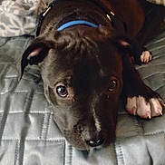 Accer Jaxton joined the competition — help win amazing prizes! animal, black_dog, canine, close_up, collar, cozy, cute, dog, face, fur, indoor, looking, lying_down, paw, pet, puppy, quilted_blanket, resting, soft_light, young