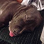 Accer Jaxton is registered to the contest to win money with this photo: dog, sleeping, tongue_out, close_up, pet, cute, resting, animal, fur, snout, indoor, relaxed, cozy, muzzle, canine, face, peaceful, tongue, texture, napping