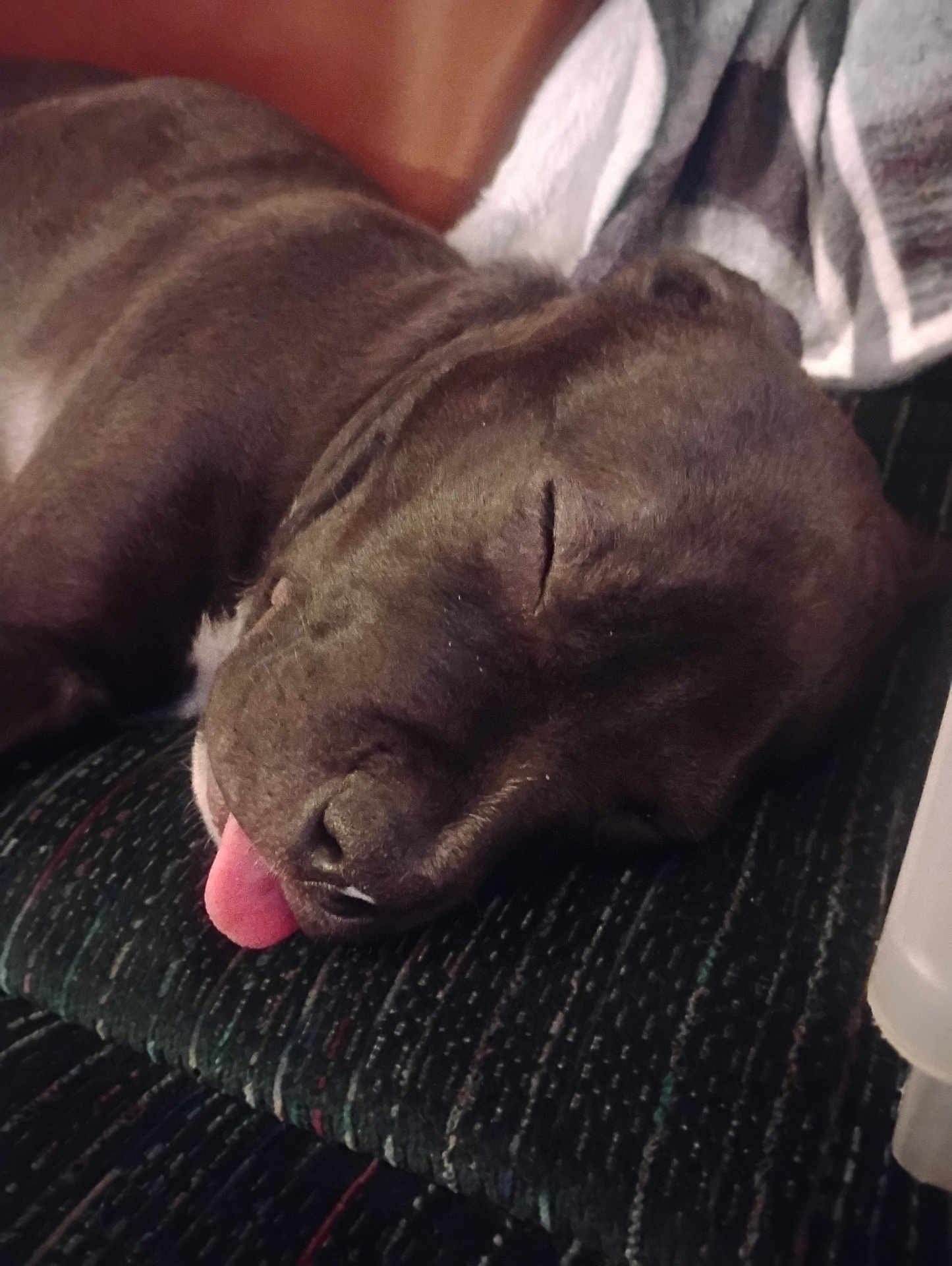 Accer Jaxton is registered to the contest to win money with this photo: dog, sleeping, tongue_out, close_up, pet, cute, resting, animal, fur, snout, indoor, relaxed, cozy, muzzle, canine, face, peaceful, tongue, texture, napping