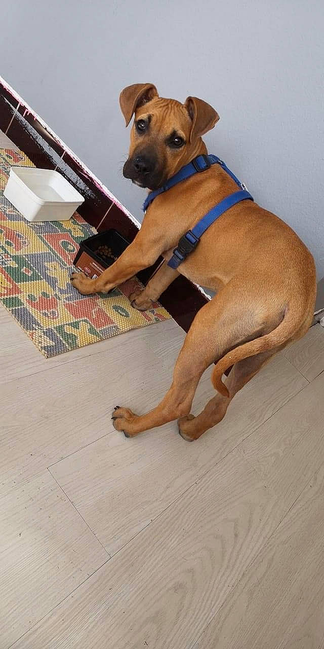 Pulka participe au concours pour gagner de l'argent avec cette photo : black_mouth_cur, canidae, carnivore, dog, dog_breed, fawn, floor, flooring, mammal, molosser, rare_breed_dog, rhodesian_ridgeback, snout, vertebrate