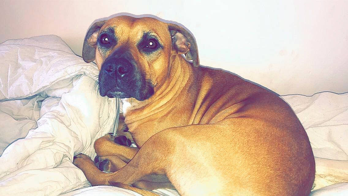 Pulka a rejoint le concours — aidez-le/la à gagner de superbes lots ! black_mouth_cur, boerboel, broholmer, bullmastiff, canidae, carnivore, companion_dog, dog, dog_breed, fawn, fila_brasileiro, great_dane, guard_dog, mammal, molosser, rare_breed_dog, rhodesian_ridgeback, snout, tosa, vertebrate