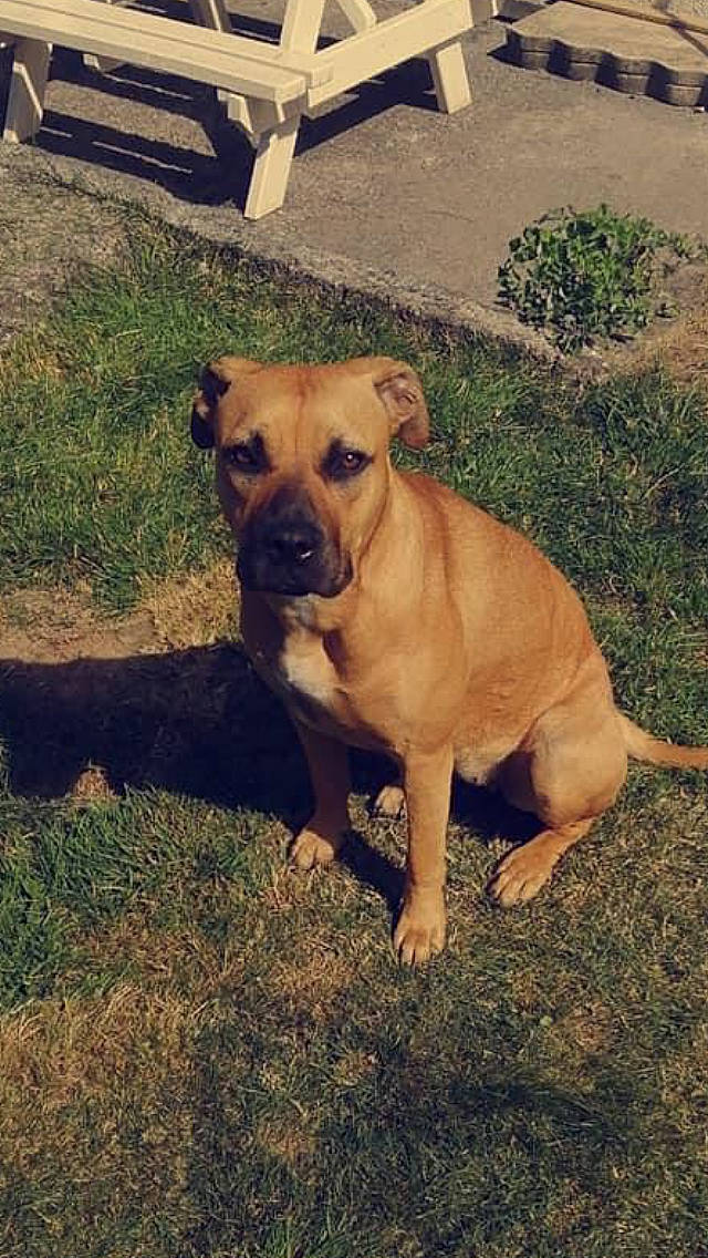 Pulka a rejoint le concours — aidez-le/la à gagner de superbes lots ! american_pit_bull_terrier, american_staffordshire_terrier, black_mouth_cur, boerboel, boxer, canidae, carnivore, companion_dog, dog, dog_breed, fawn, mammal, molosser, non_sporting_group, perro_de_presa_mallorquin, pit_bull, snout, sporting_group, staffordshire_bull_terrier, vertebrate