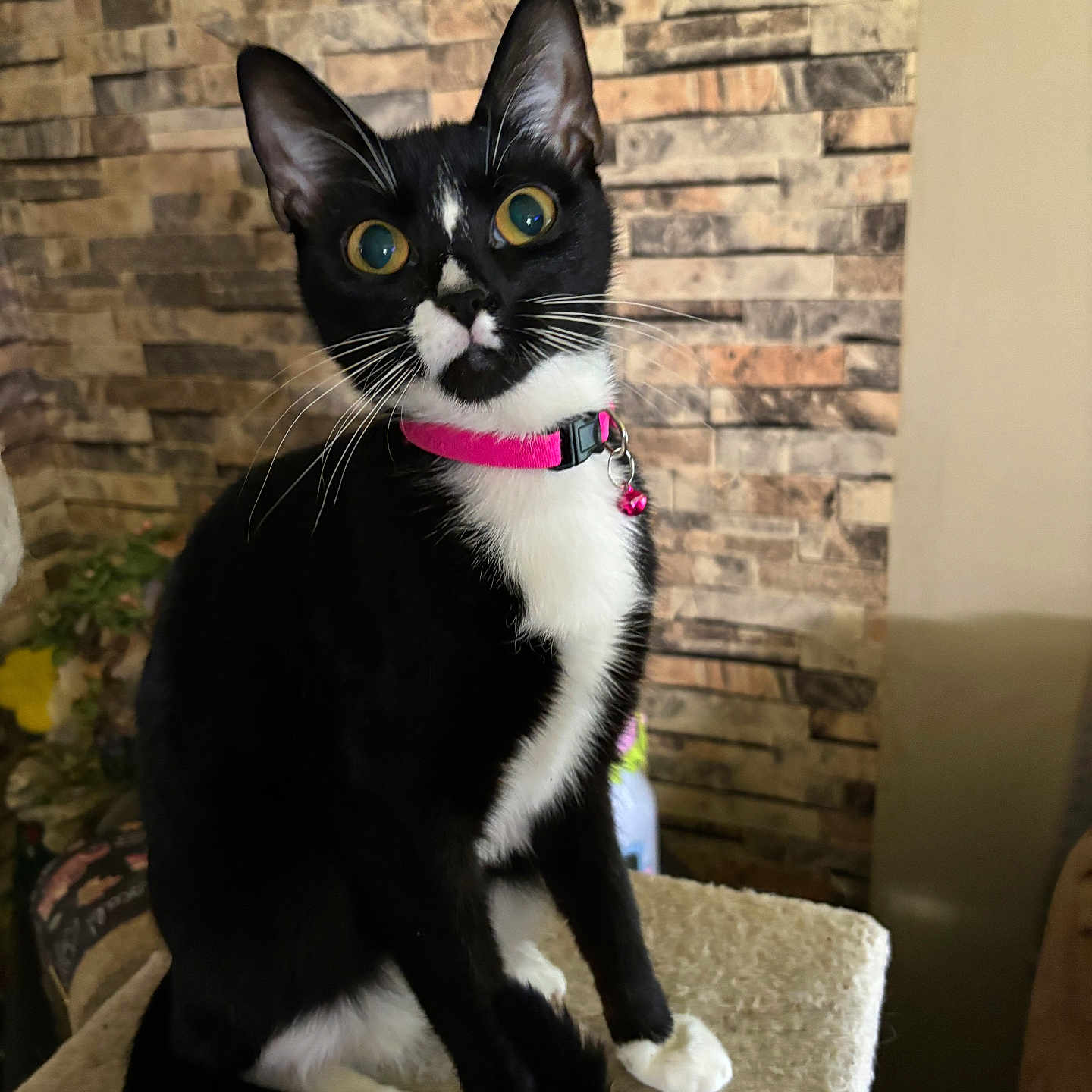 Cookie joined the competition — help win amazing prizes! animal, black_and_white, cat, close_up, curious, domestic_animal, ears, feline, indoor, pet, pink_collar, portrait, sitting, soft_surface, stone_wall, tail, texture, tuxedo_cat, whiskers, yellow_eyes