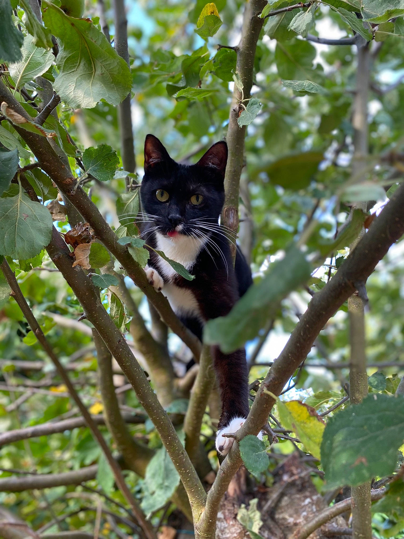 Saphir participe au concours pour gagner de l'argent avec cette photo : branch, carnivore, cat, domestic_short_haired_cat, electric_blue, felidae, fur, plant, plant_stem, small_to_medium_sized_cats, snout, tail, terrestrial_animal, tree, trunk, twig, whiskers, wildlife, wood, woody_plant