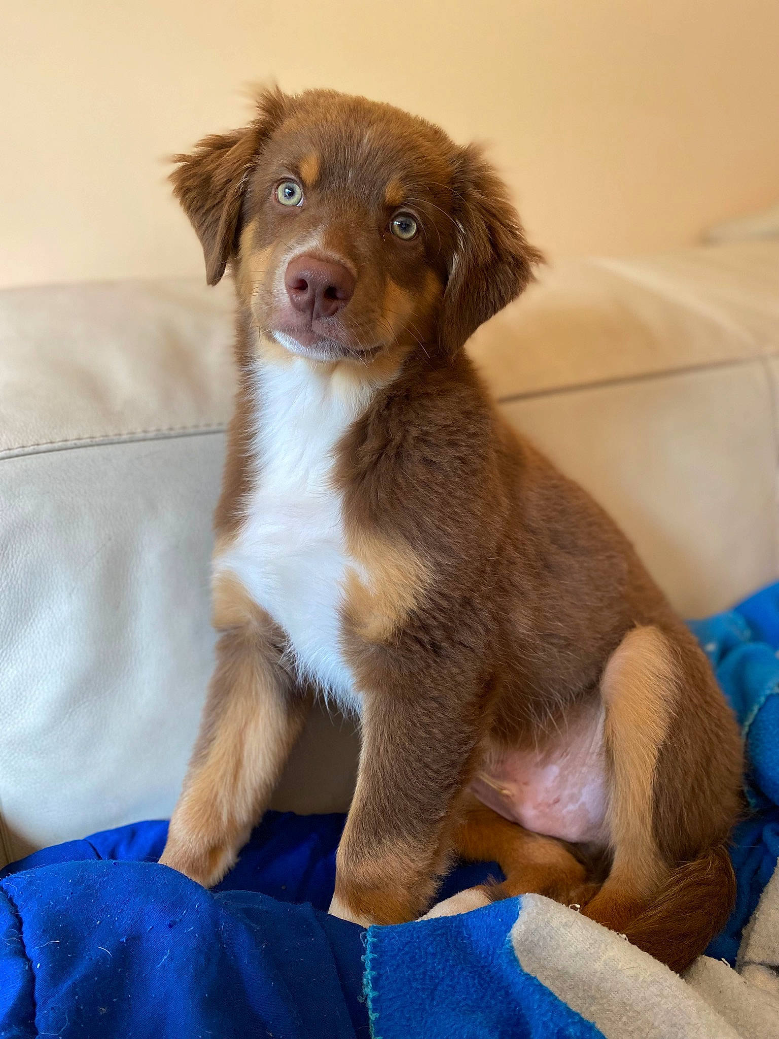 Koda participe au concours pour gagner de l'argent avec cette photo : canidae, carnivore, comfort, companion_dog, dog, dog_breed, electric_blue, fawn, fur, gun_dog, liver, snout, sporting_group, terrestrial_animal, whiskers, working_animal