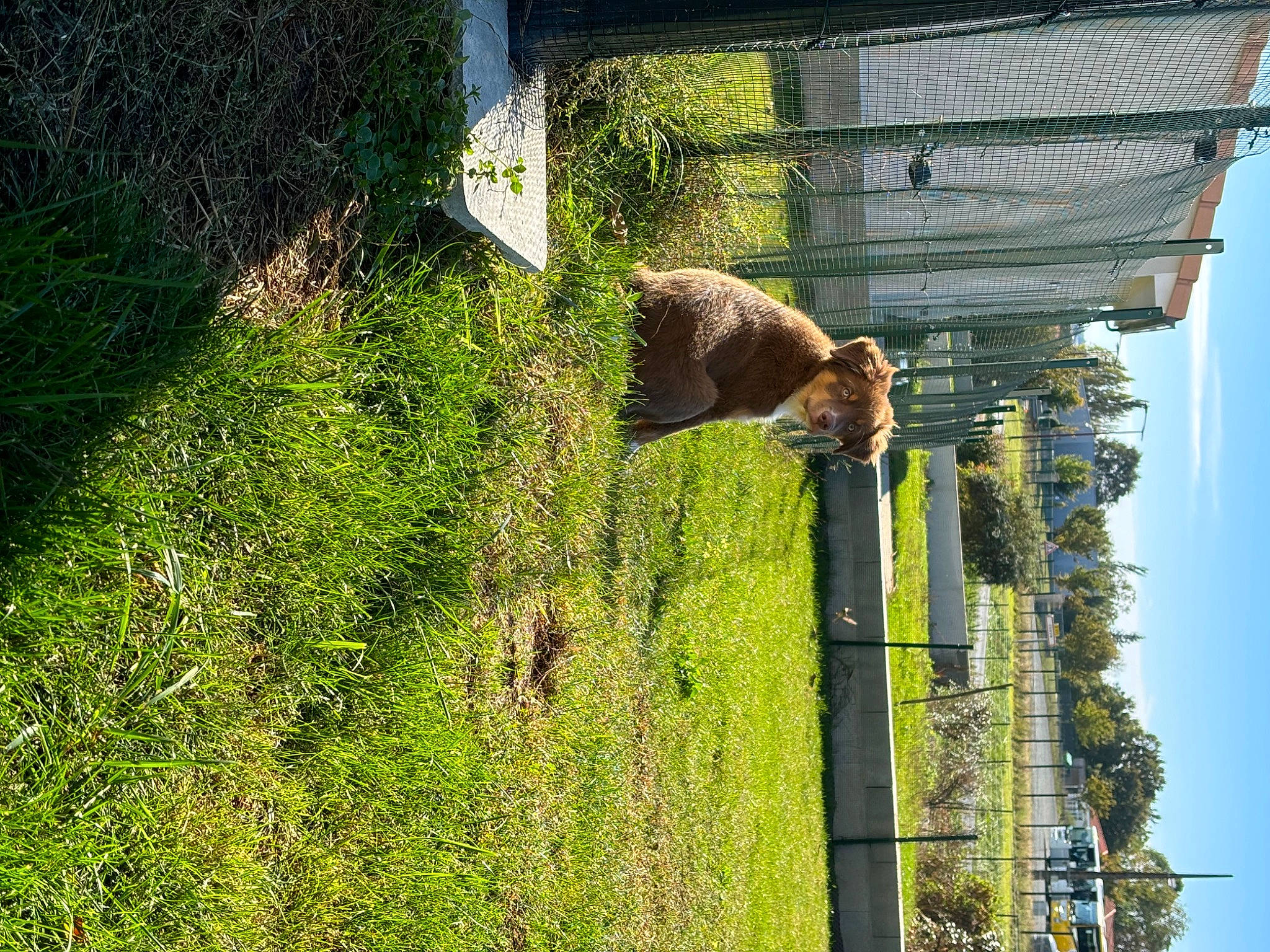 Koda a rejoint le concours — aidez-le/la à gagner de superbes lots ! grass, grassland, groundcover, landscape, pasture, plant, public_utility, reflection, shadow, shrub, sky, tree, trunk, window, wood