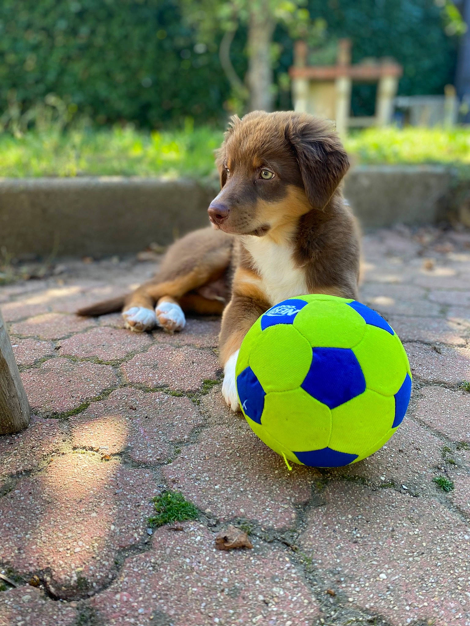 Koda participe au concours pour gagner de l'argent avec cette photo : ball, carnivore, companion_dog, dog, football, fun, grass, leisure, net, plant, player, recreation, soccer, soccer_ball, sports, sports_equipment, sports_toy, tennis_ball, toy, tree