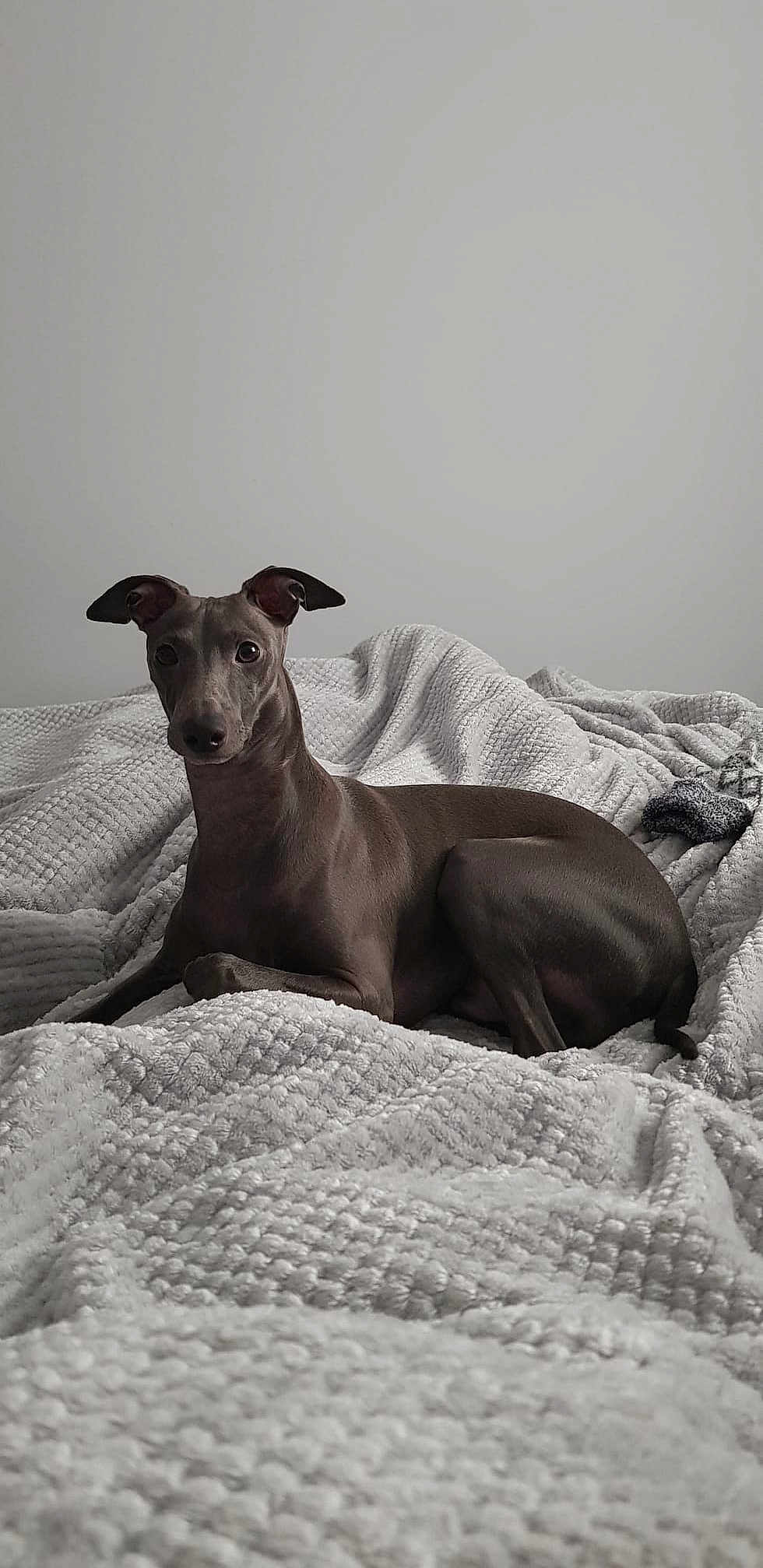Gino