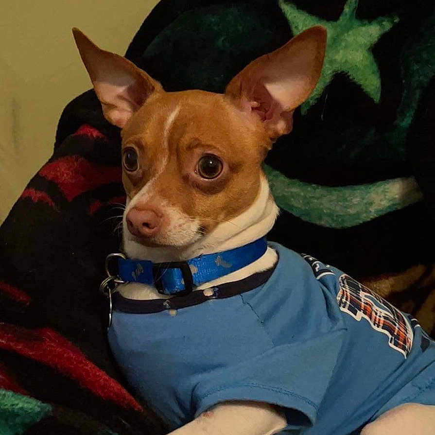 Duke is registered to the contest to win money with this photo: animal, blanket, blue_shirt, brown_and_white, chihuahua, collar, companion, cozy, curious, cute, dog, ears, expressive_eyes, fur, indoor, patterned_blanket, pet, portrait, resting, small_dog