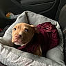 Nyx is registered to the contest to win money with this photo: adorable, animal, car_interior, car_seat, clothing, comfort, cozy, cute, dog, fabric_pattern, indoor, looking_up, maroon_dress, pet, pet_bed, puppy, resting, seatbelt, soft_bed, young_dog