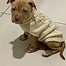 adorable, animal, brown_fur, clothing, cozy, cute, dog, ears, floor, indoor, looking_up, pet, puppy, sitting, small, sweater, tile, warm_lighting, wrinkles, young
