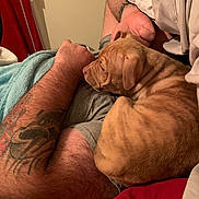 Nyx joined the competition — help win amazing prizes! arm, bed, blanket, closeup, clothing, comfort, cozy, dog, furry, human, indoor, nap, pet, puppy, red_blanket, relaxation, resting, skin, sleeping, tattoo
