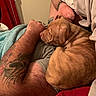 arm, bed, blanket, closeup, clothing, comfort, cozy, dog, furry, human, indoor, nap, pet, puppy, red_blanket, relaxation, resting, skin, sleeping, tattoo