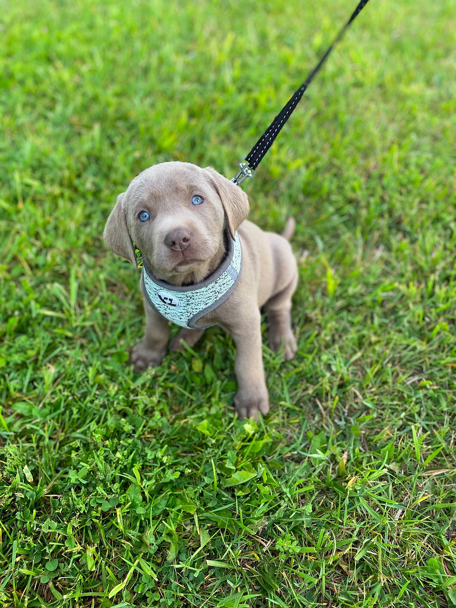 Nora is registered to the contest to win money with this photo: canidae, carnivore, collar, companion_dog, dog, dog_breed, fawn, grass, grassland, lawn, leash, plant, recreation, snout, sporting_group, tail, terrestrial_animal, toy, wildlife, working_animal