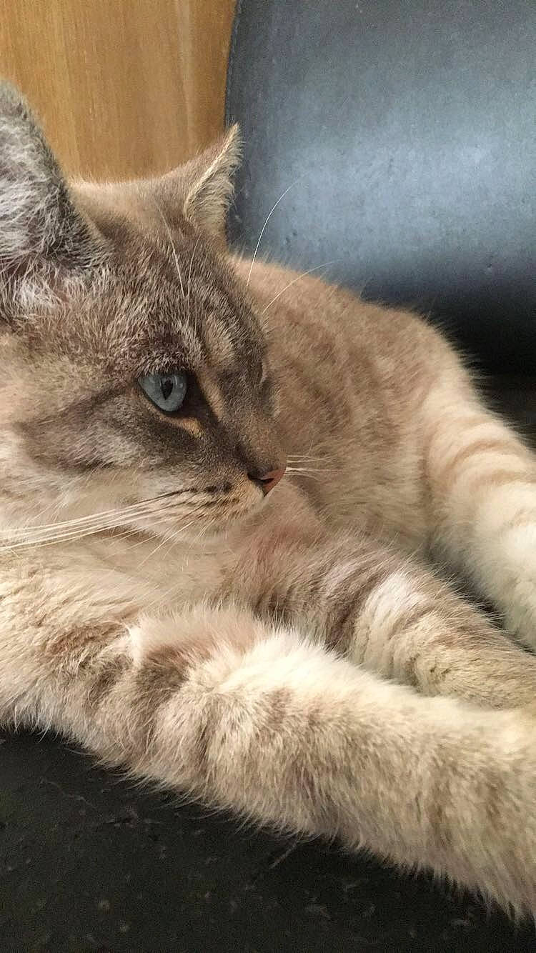 Bandie a rejoint le concours — aidez-le/la à gagner de superbes lots ! british_longhair, british_semi_longhair, carnivore, cat, claw, domestic_long_haired_cat, domestic_short_haired_cat, ear, fawn, felidae, fur, mammal, nebelung, small_to_medium_sized_cats, whiskers