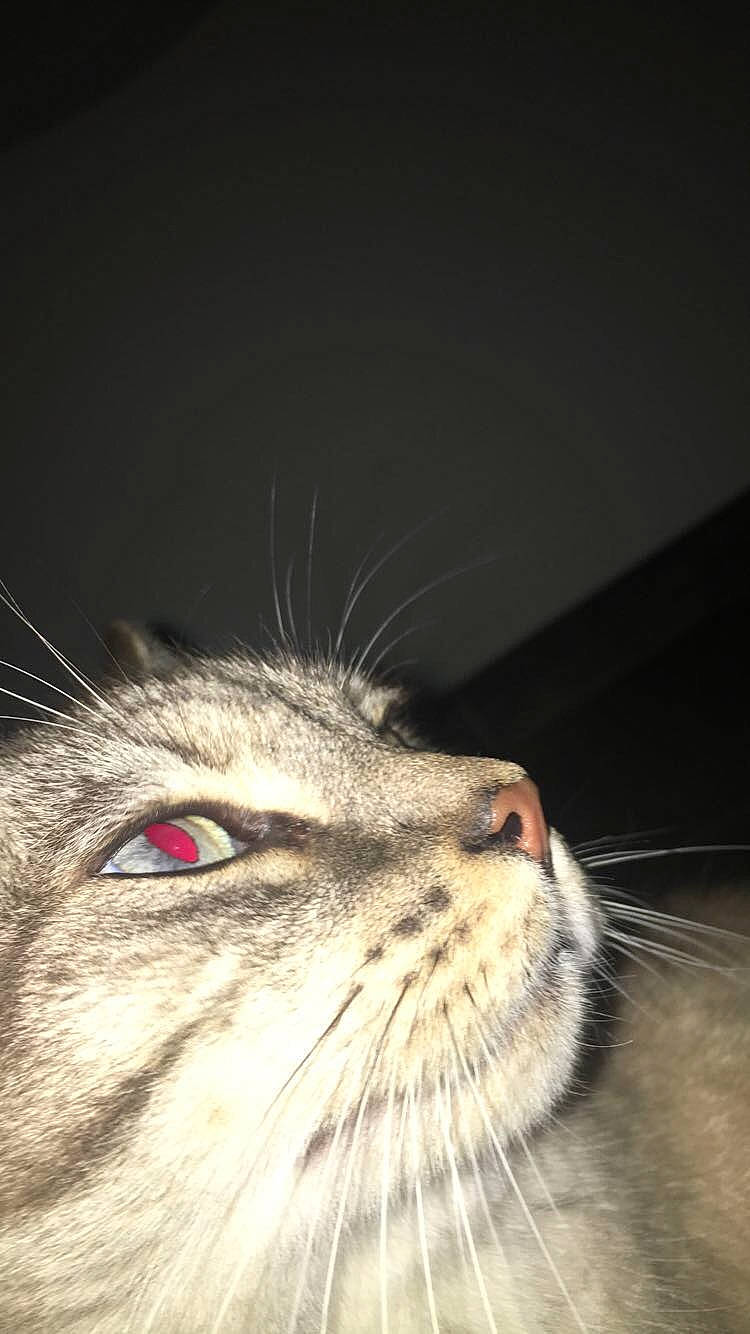 Bandie participe au concours pour gagner de l'argent avec cette photo : aegean_cat, american_curl, american_shorthair, carnivore, cat, close_up, domestic_short_haired_cat, european_shorthair, eye, facial_expression, felidae, fur, mammal, mouth, nose, organ, small_to_medium_sized_cats, snout, tabby_cat, whiskers