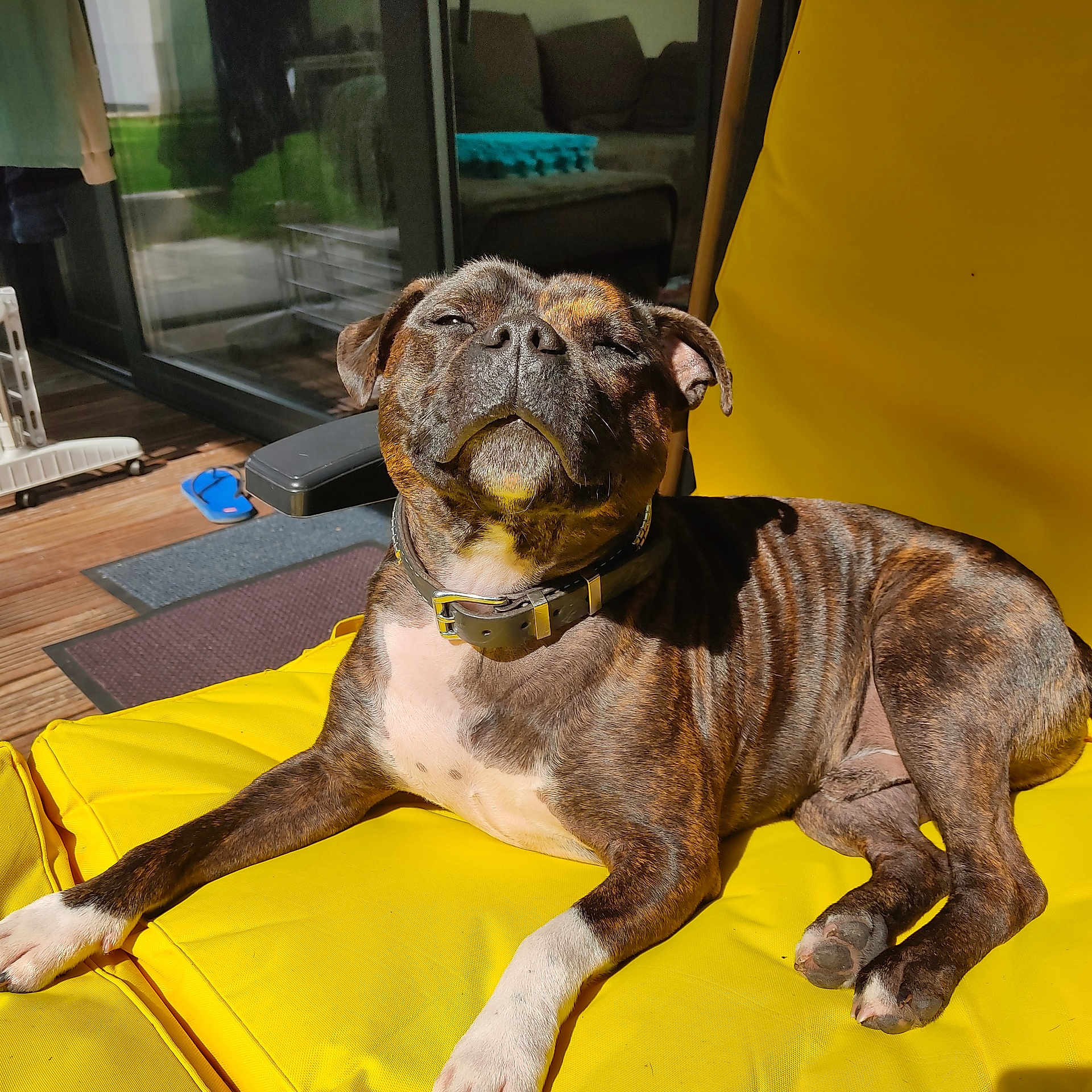 Loki participe au concours pour gagner de l'argent avec cette photo : animal, brindle, collar, cushion, dog, fur, happy, indoor, mat, outdoor, paw, pet, relaxed, resting, slippers, smiling, sofa, sunlight, wooden_floor, yellow_cushion