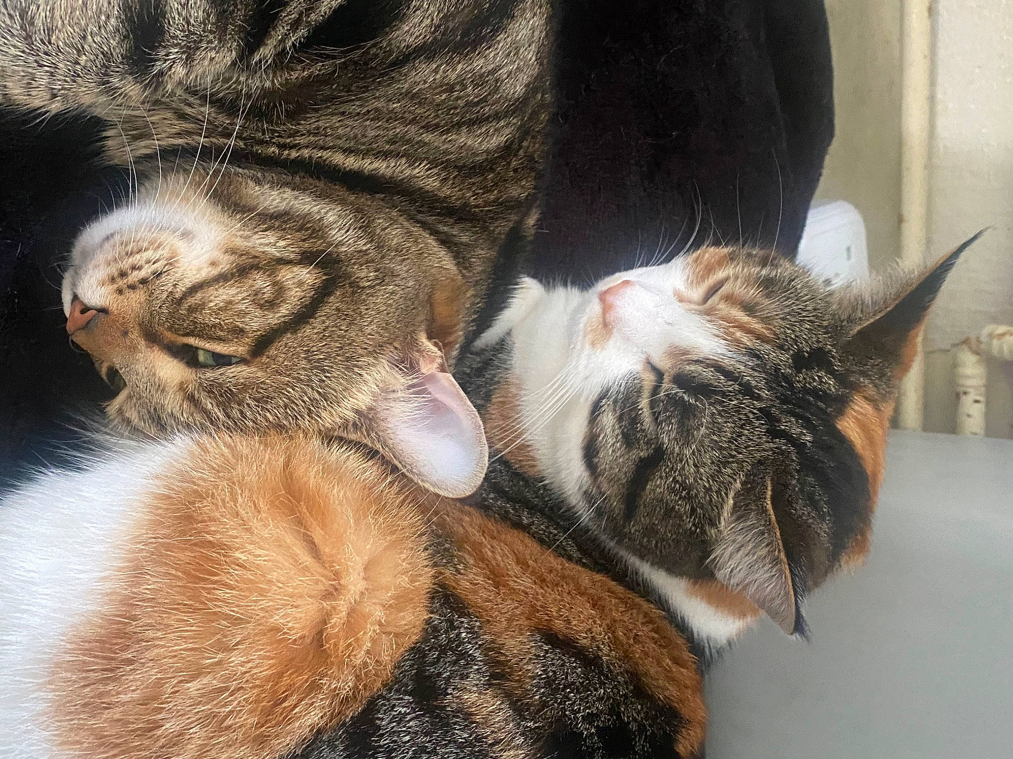 Coco is registered to the contest to win money with this photo: carnivore, cat, close_up, comfort, ear, eye, fawn, felidae, gesture, hair, hand, head, leg, nose, paw, small_to_medium_sized_cats, snout, tail, vertebrate, whiskers