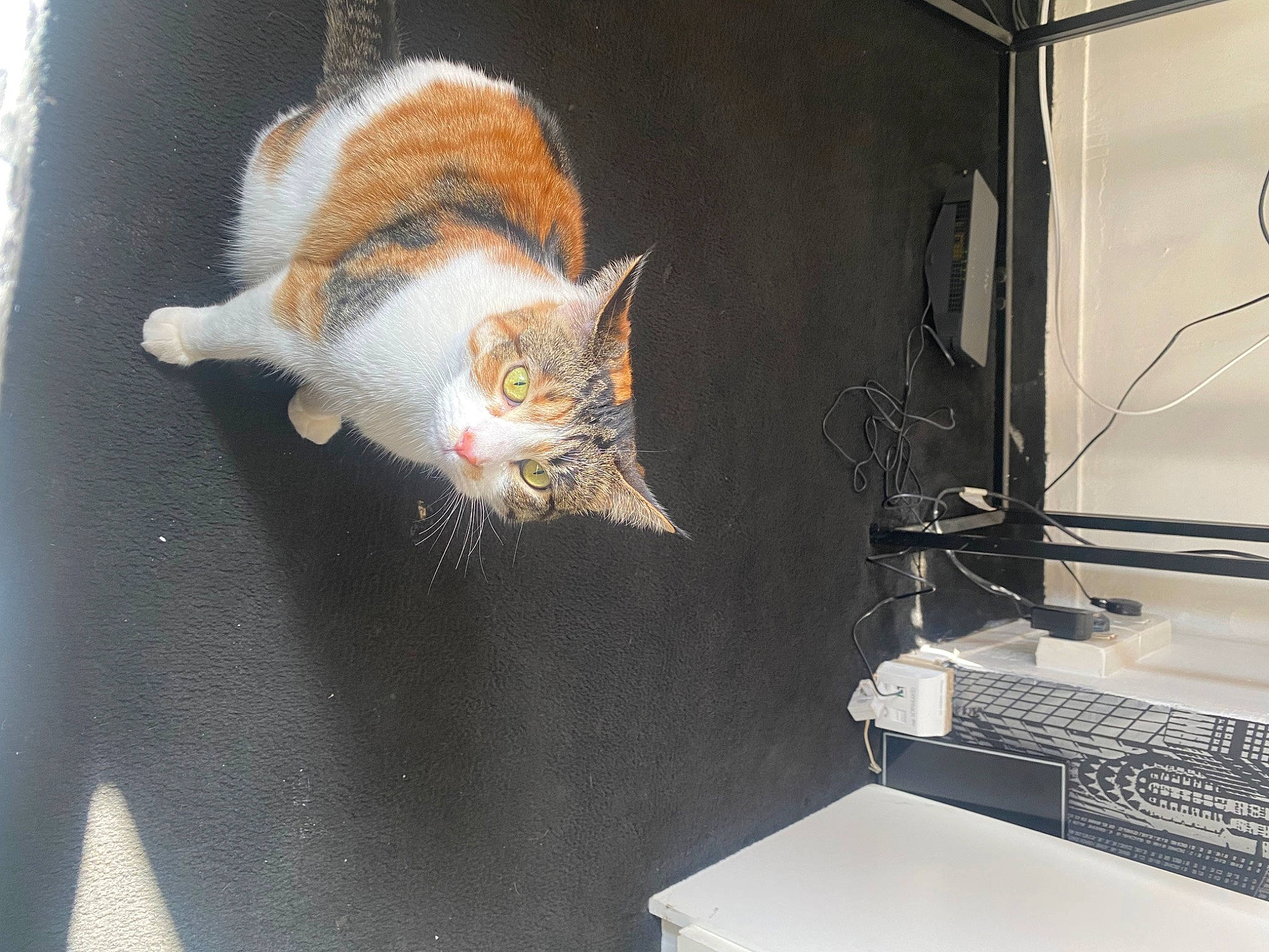 Coco is registered to the contest to win money with this photo: automotive_lighting, automotive_tire, bumper, carnivore, cat, claw, domestic_short_haired_cat, felidae, fur, hood, machine, metal, paw, plant, small_to_medium_sized_cats, tail, vehicle_door, whiskers, window, windshield