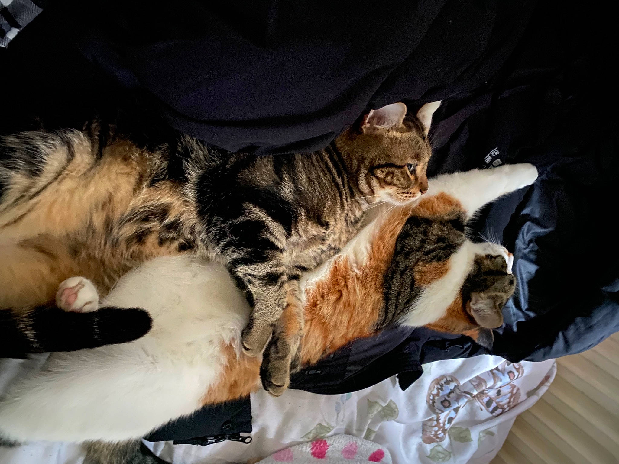 Coco joined the competition — help win amazing prizes! bed, bedding, carnivore, cat, claw, comfort, couch, domestic_short_haired_cat, felidae, fur, linens, nap, paw, sleep, small_to_medium_sized_cats, tail, whiskers, wildlife