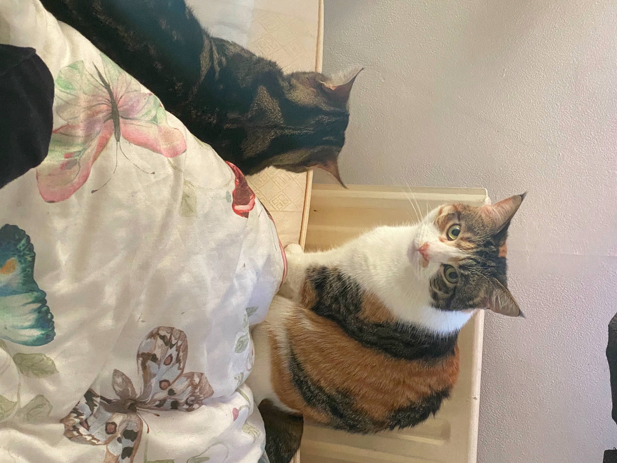 Coco is registered to the contest to win money with this photo: beard, carnivore, cat, claw, comfort, domestic_short_haired_cat, felidae, fur, linens, nap, paw, room, small_to_medium_sized_cats, snout, tail, textile, tree, whiskers, wood