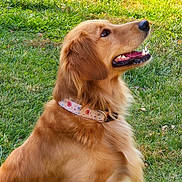 Maggie May is registered to the contest to win money with this photo: dog, golden_retriever, pet, grass, outdoor, collar, animal, canine, fur, mammal, nature, greenery, happy, looking_up, tongue, ears, side_view, summer, daylight, playful