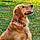Maggie May