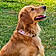 Maggie May