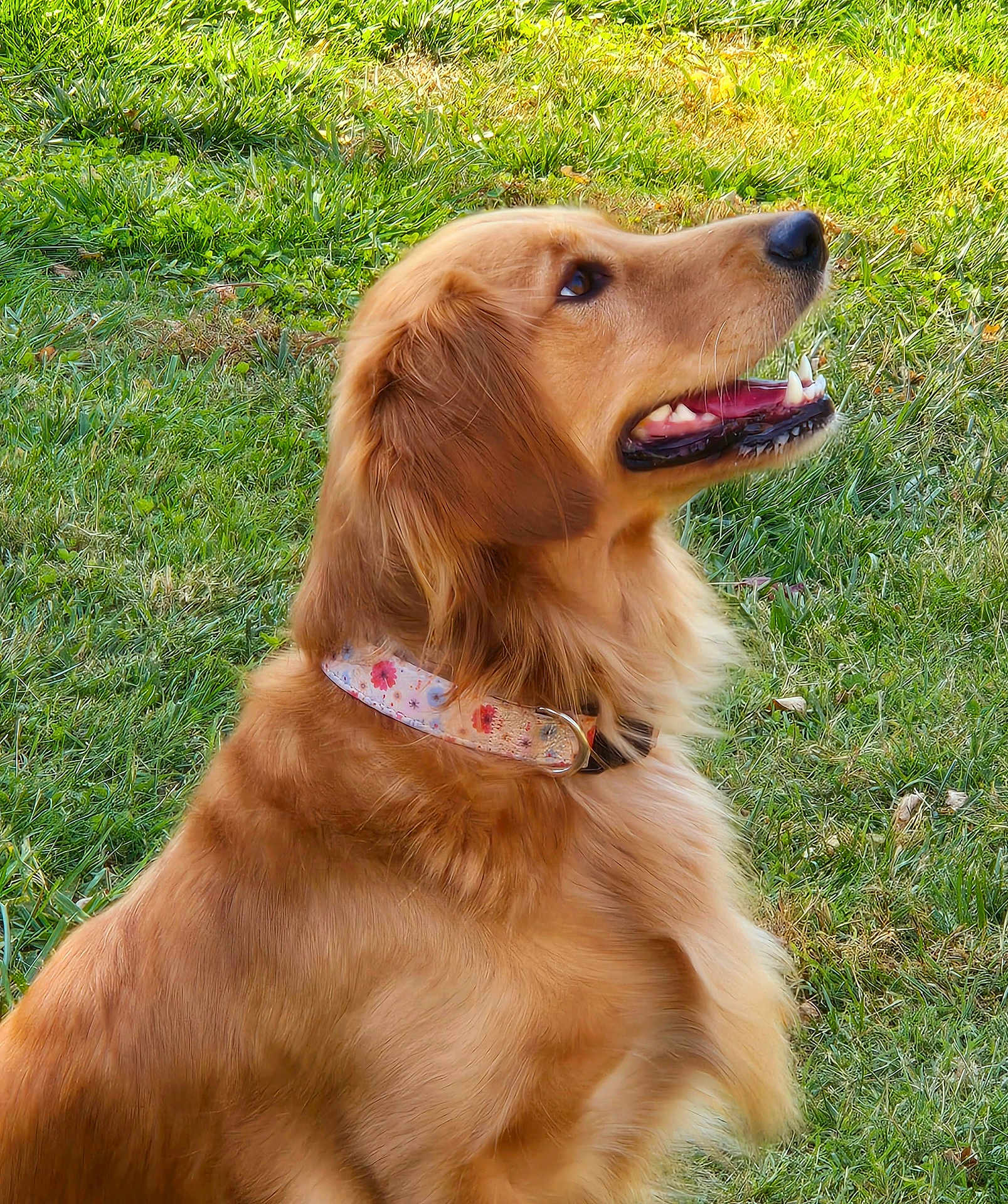 Maggie May is registered to the contest to win money with this photo: dog, golden_retriever, pet, grass, outdoor, collar, animal, canine, fur, mammal, nature, greenery, happy, looking_up, tongue, ears, side_view, summer, daylight, playful