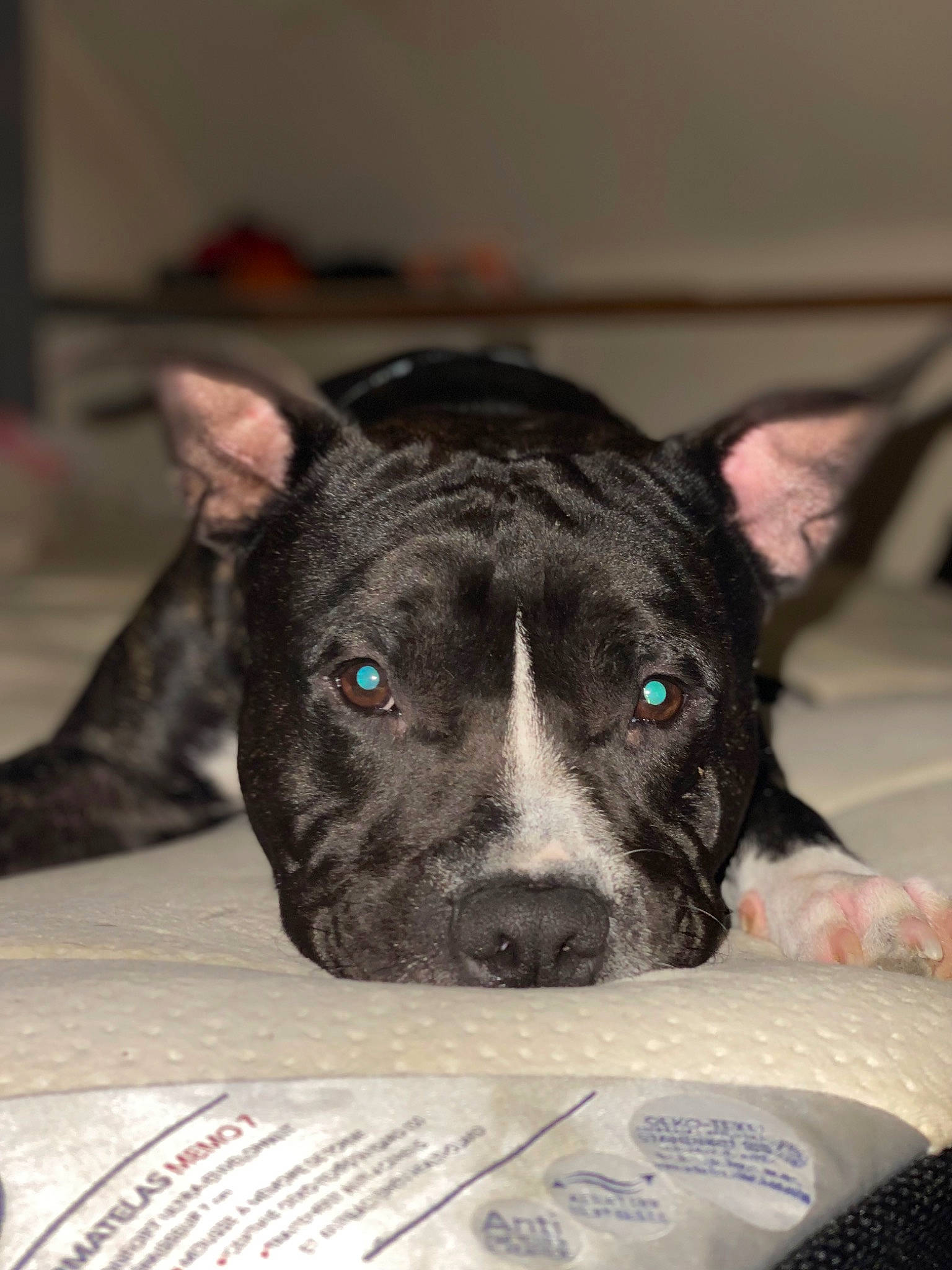 Raydon a rejoint le concours — aidez-le/la à gagner de superbes lots ! canidae, carnivore, collar, comfort, companion_dog, dog, dog_breed, ear, fawn, fur, guard_dog, non_sporting_group, snout, sporting_group, terrestrial_animal, whiskers, working_animal, working_dog