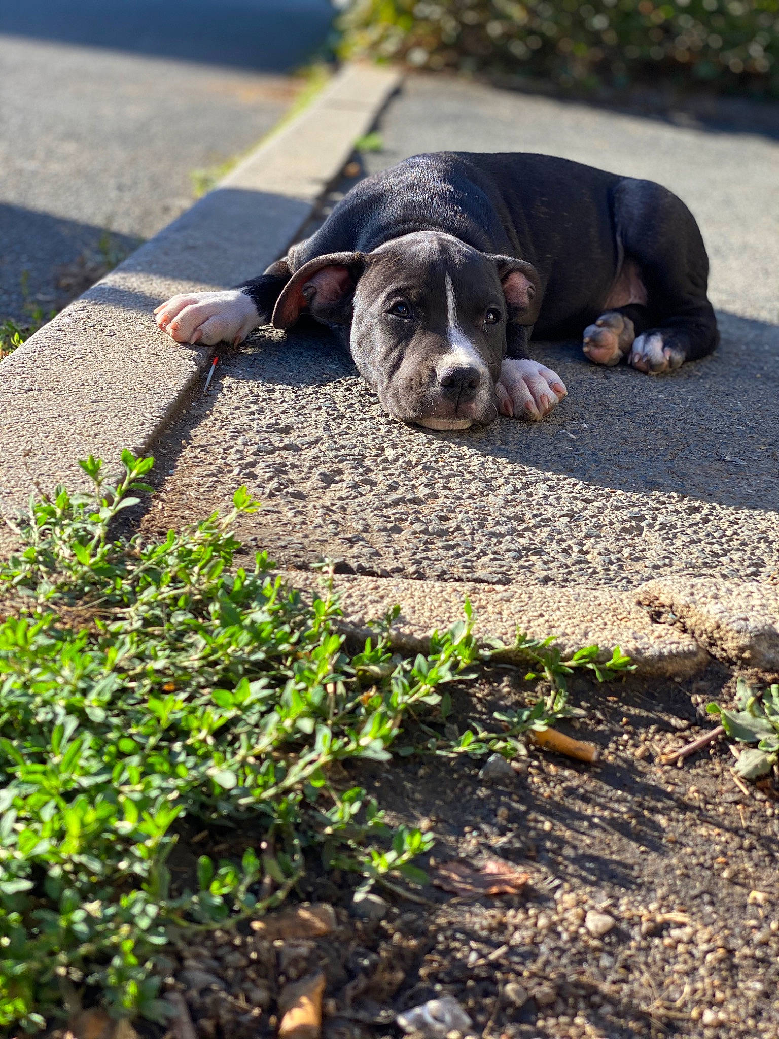 Raydon a rejoint le concours — aidez-le/la à gagner de superbes lots ! asphalt, carnivore, companion_dog, dog, dog_breed, fawn, grass, groundcover, leaf, plant, road_surface, shadow, sidewalk, soil, street_dog, tail, tar, terrestrial_animal, toy_dog, working_animal