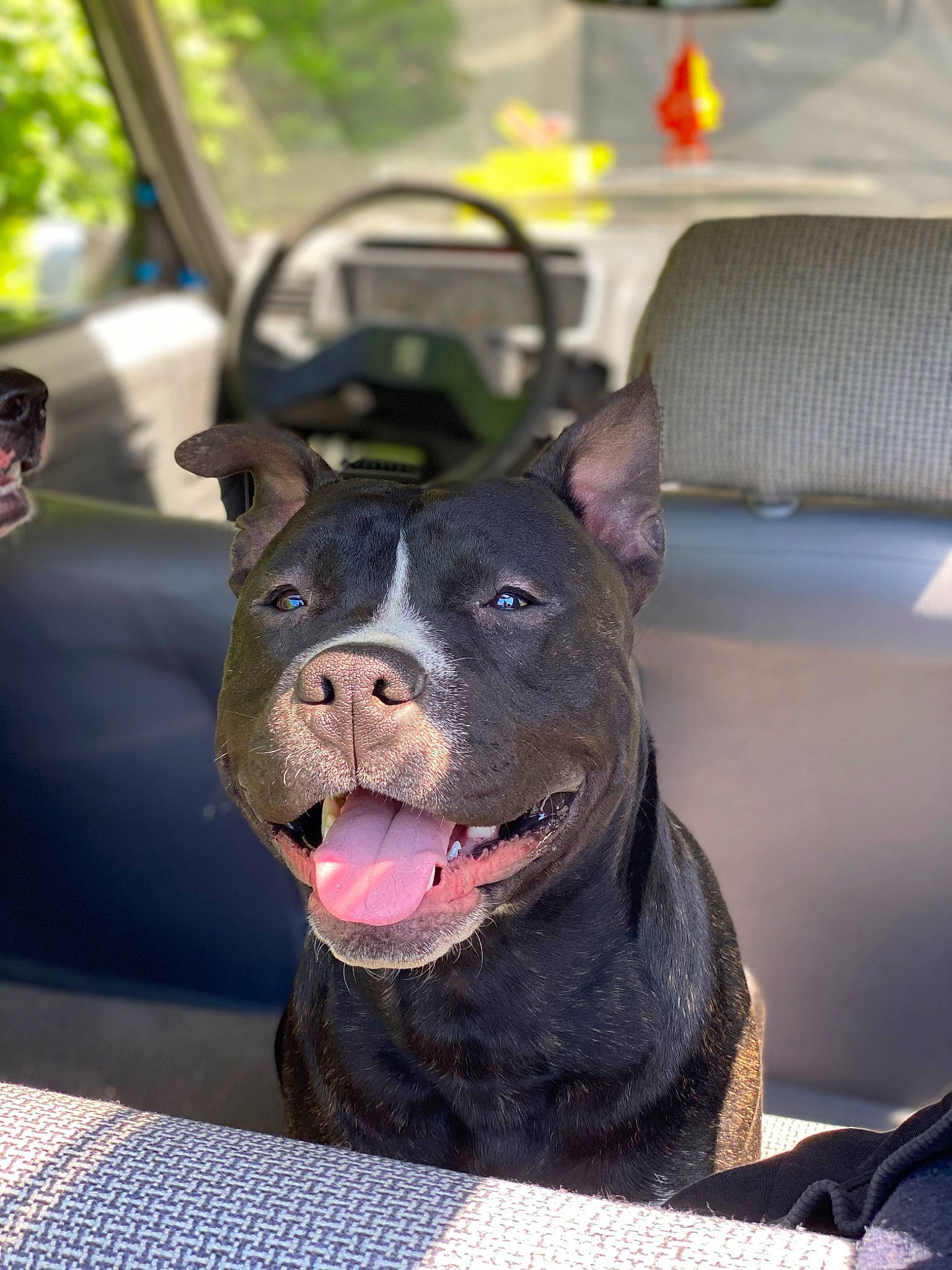 Raydon participe au concours pour gagner de l'argent avec cette photo : canidae, carnivore, chair, collar, companion_dog, dog, dog_breed, dog_collar, fawn, guard_dog, law_enforcement, non_sporting_group, snout, sporting_group, whiskers, window, working_animal, working_dog