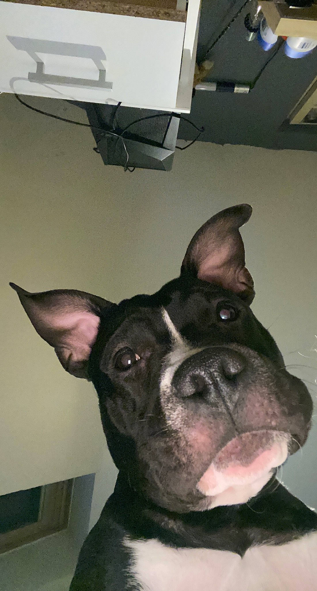 Raydon participe au concours pour gagner de l'argent avec cette photo : bulldog, canidae, carnivore, companion_dog, dog, dog_breed, ear, fawn, fur, non_sporting_group, snout, sporting_group, terrestrial_animal, toy_dog, whiskers, working_animal