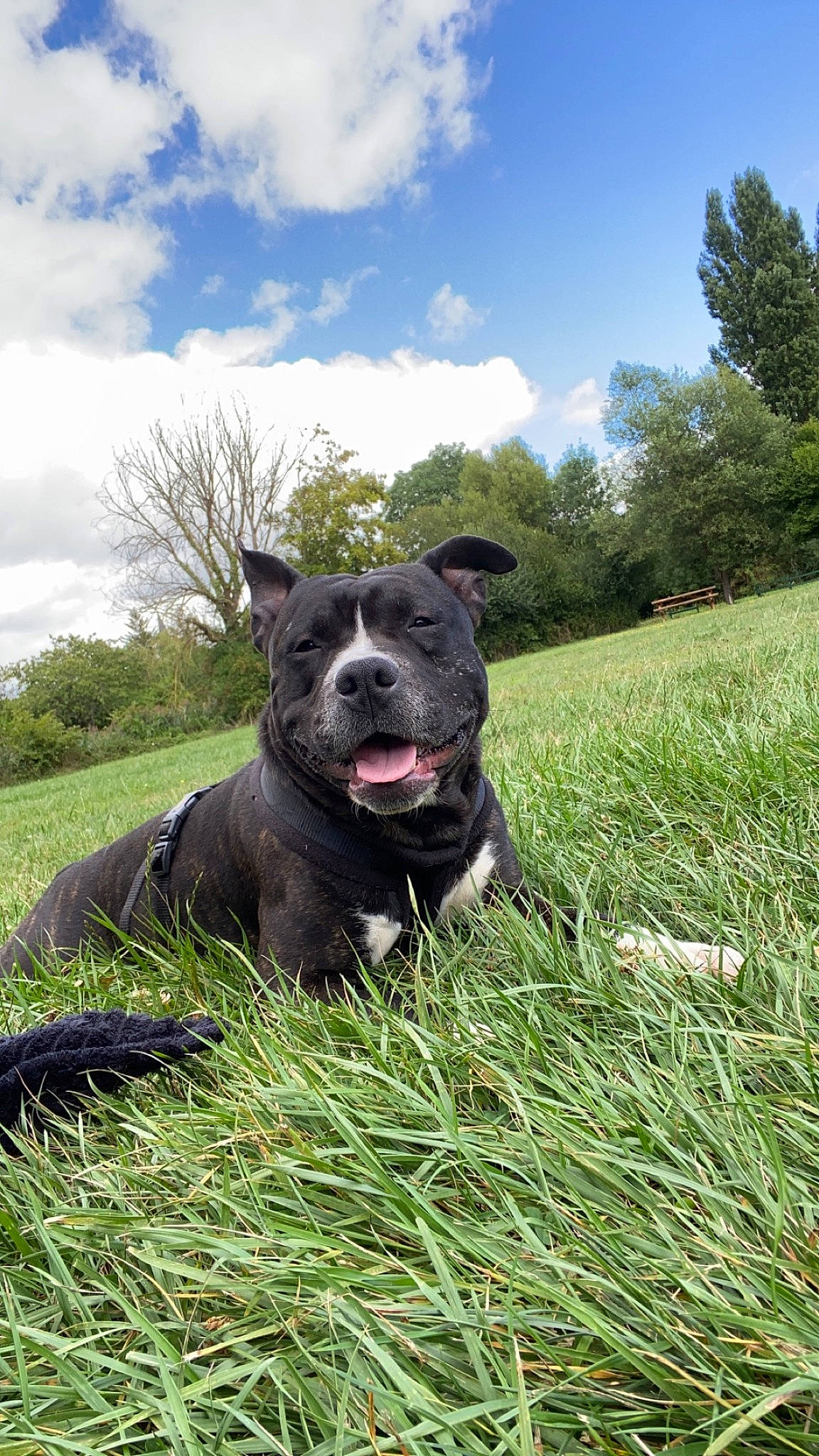 Raydon a rejoint le concours — aidez-le/la à gagner de superbes lots ! carnivore, cloud, companion_dog, dog, dog_breed, fawn, grass, grassland, landscape, meadow, molosser, pasture, plant, sky, sporting_group, tail, terrestrial_animal, tree, whiskers, working_animal