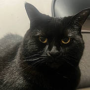 Shadow joined the competition — help win amazing prizes! black_cat, cat, pet, animal, yellow_eyes, close_up, chair, indoor, feline, fur, whiskers, ears, face, sitting, domestic_animal, portrait, looking, quiet, calm, household
