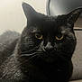 black_cat, cat, pet, animal, yellow_eyes, close_up, chair, indoor, feline, fur, whiskers, ears, face, sitting, domestic_animal, portrait, looking, quiet, calm, household