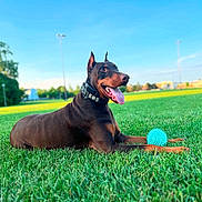 Kaiju joined the competition — help win amazing prizes! doberman, dog, canine, pet, grass, outdoor, field, toy, ball, tongue_out, collar, sunlight, sky, greenery, animal, playful, happy, nature, summer, daytime