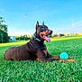doberman, dog, canine, pet, grass, outdoor, field, toy, ball, tongue_out, collar, sunlight, sky, greenery, animal, playful, happy, nature, summer, daytime