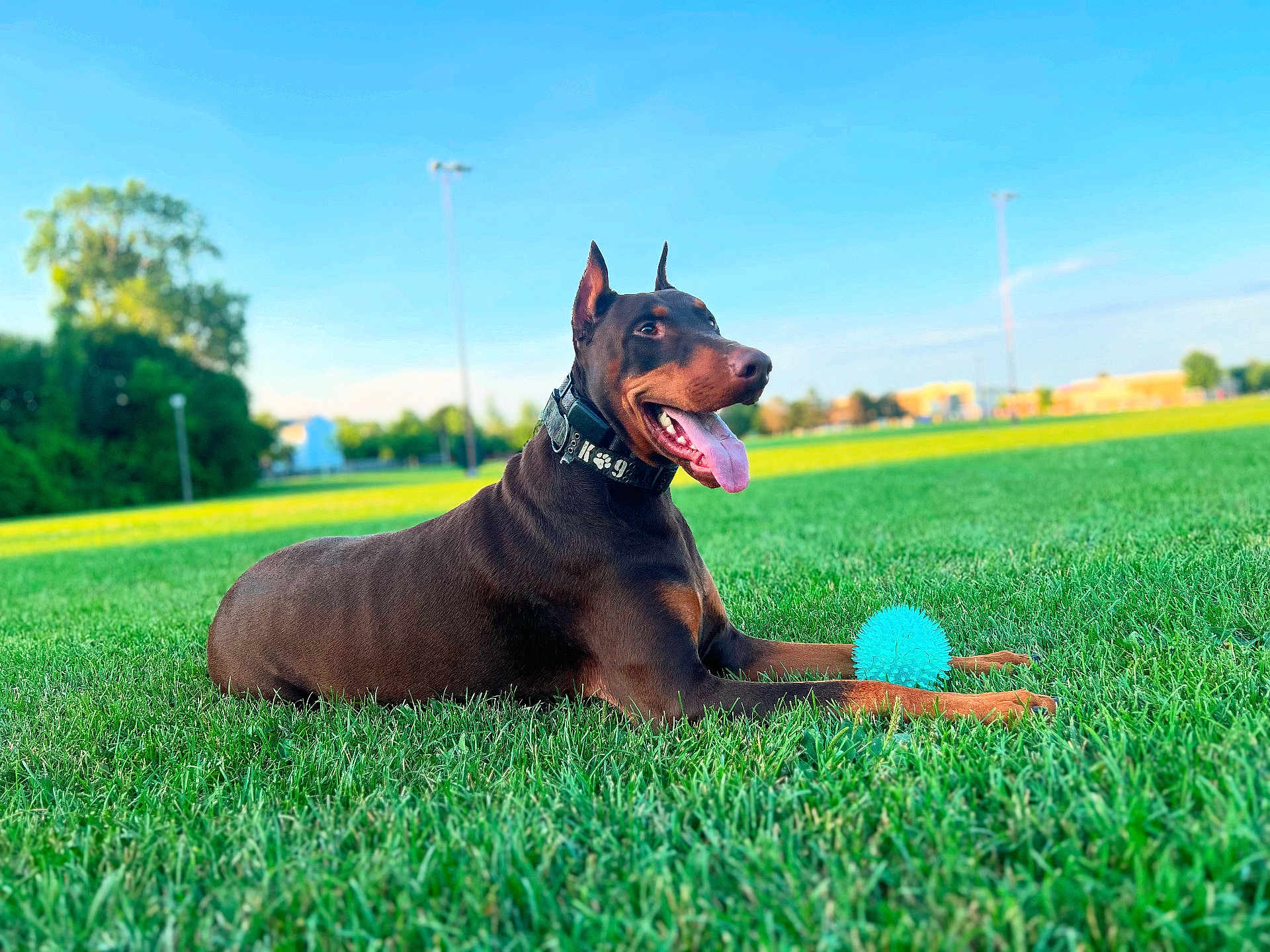Kaiju joined the competition — help win amazing prizes! doberman, dog, canine, pet, grass, outdoor, field, toy, ball, tongue_out, collar, sunlight, sky, greenery, animal, playful, happy, nature, summer, daytime