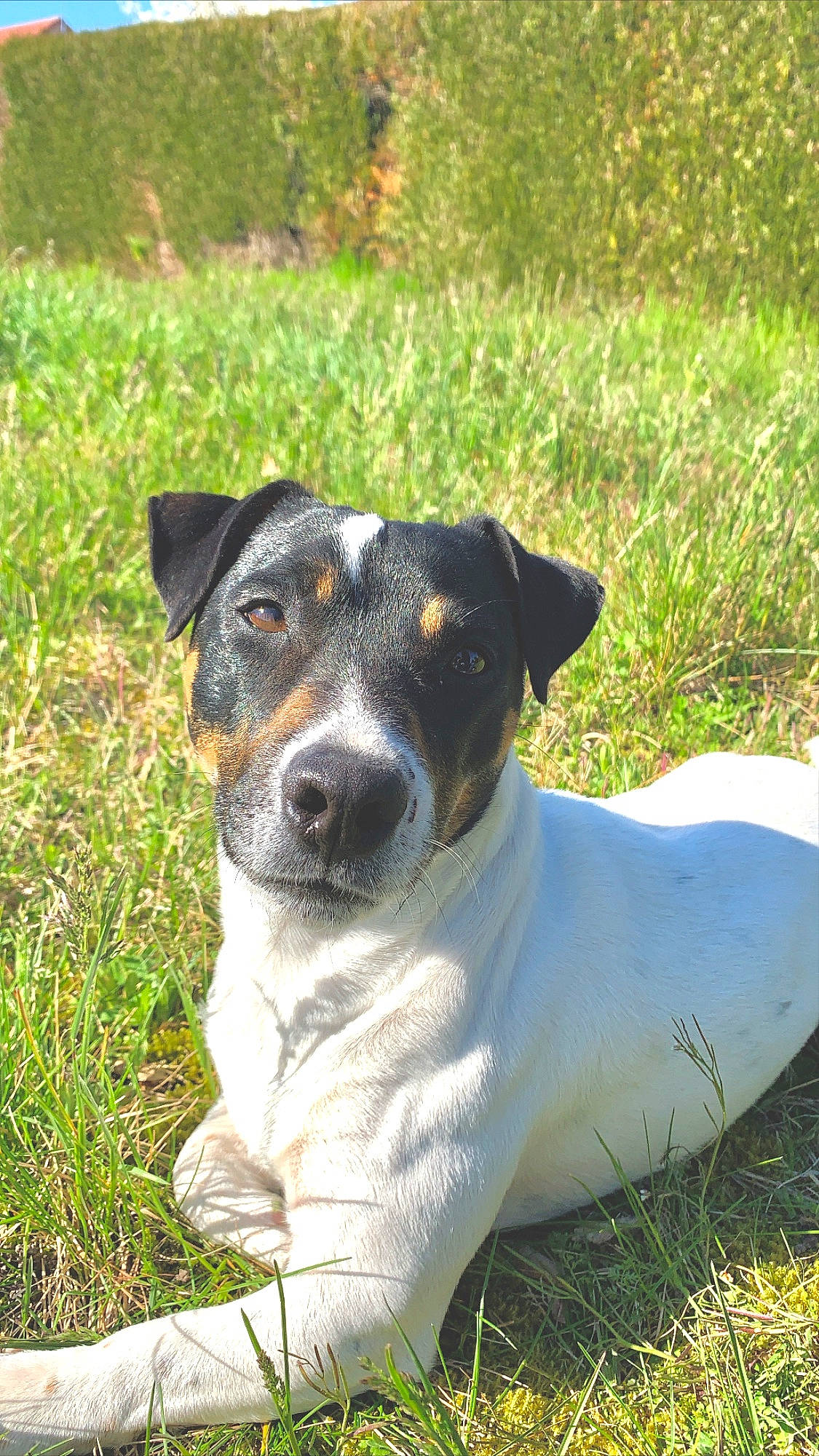 Niro a rejoint le concours — aidez-le/la à gagner de superbes lots ! brazilian_terrier, canidae, carnivore, chilean_fox_terrier, companion_dog, danish_swedish_farmdog, dog, dog_breed, feist, jack_russell_terrier, japanese_terrier, mammal, rare_breed_dog, ratonero_bodeguero_andaluz, russell_terrier, smooth_fox_terrier, snout, teddy_roosevelt_terrier, terrier, vertebrate