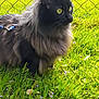 Amara joined the competition — help win amazing prizes! cat, black_cat, fluffy_fur, yellow_eyes, grass, flowers, outdoor, nature, chain_link_fence, sunlight, greenery, pet, animal, mammal, field, summer, garden, close_up, domestic_cat, alert