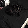 Amara is registered to the contest to win money with this photo: cat, black_cat, bed, pillow, moon_pillow, tapestry, indoor, pet, fur, resting, cozy, dark, eyes, cute, animal, feline, home, comfort, black_fur, sleepy