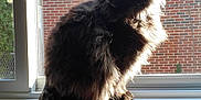 Amara is registered to the contest to win money with this photo: cat, black_cat, fluffy, windowsill, sunlight, backlit, fur, window, brick_wall, tree, leaves, couch, indoor, pet, animal, house, daylight, shadow, sitting, domestic