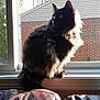 cat, black_cat, fluffy, windowsill, sunlight, backlit, fur, window, brick_wall, tree, leaves, couch, indoor, pet, animal, house, daylight, shadow, sitting, domestic