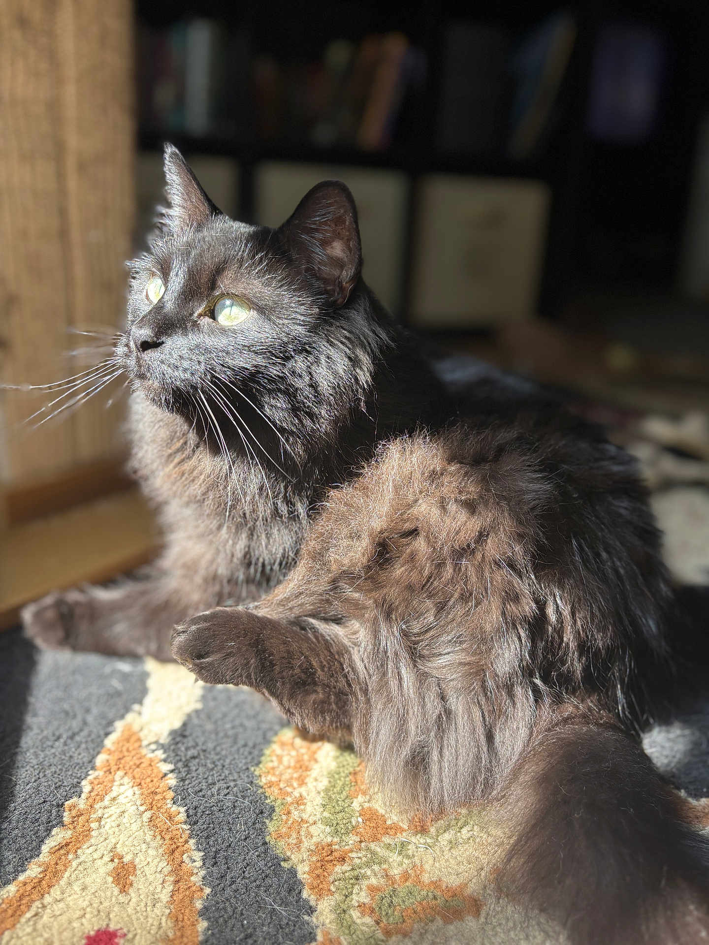 Amara joined the competition — help win amazing prizes! cat, black_cat, pet, animal, feline, fur, sunlight, indoor, carpet, patterned_rug, closeup, whiskers, ears, tail, relaxed, resting, domestic_animal, cozy, gaze, household