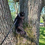 Amara joined the competition — help win amazing prizes! cat, black_cat, tree, leash, outdoor, nature, grass, park, sunny, daylight, animal, pet, fur, mammal, curious, climbing, trunk, greenery, car, shadow